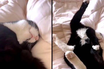 நான்கு கால்களை விரித்தபடி சன் பாத் எடுக்கும் பூனை! கலாய்த்து தள்ளும் நெட்டிசன்கள்