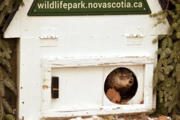 பருவநிலையை கணிக்கும் விலங்கு ஒன்றைக் காண்பதற்காக காத்திருக்கும் கனேடியர்கள்: சுவாரஸ்ய பின்னணி