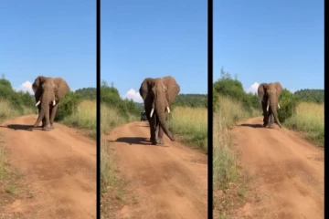 Wow... அசைந்து அசைந்து ஒய்யாரமாக நடந்து வந்த யானையின் அழகைப் பாருங்கள் - க்யூட் வீடியோ வைரல்!