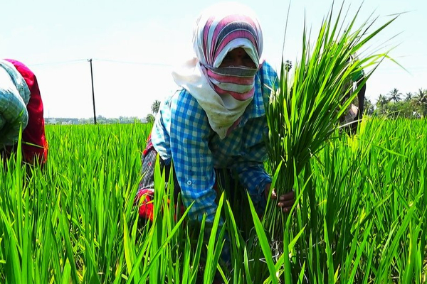 விவசாயிகளுக்கான உர மானியம் தொடர்பில்  இந்தியத் துணை தூதருக்கு அவசரக் கடிதம் அனுப்பிய சிறிதரன் | Sreedharan Sent A Letter To The Deputy Ambassador