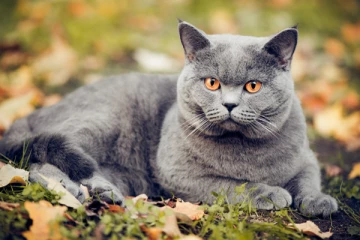 பிரித்தானியாவில் செல்லப்பிராணிகள் மூலம் பரவும் அரியவகை நோய்; வெளியான எச்சரிக்கை!