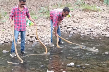 Viral Video: பாம்பு குளிப்பதை பார்த்ததுண்டா? தண்ணீரில் போடுற ஆட்டத்தைப் பாருங்க