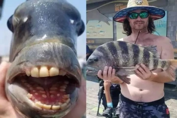 மீனவரின் வலையில் சிக்கிய மனித பற்கள் கொண்ட ஆட்டு தலை மீன்.. பார்வையாளர்களை வியக்க வைத்த புகைப்படம்!