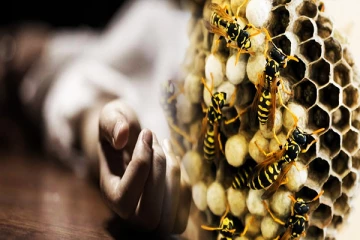 யாழ்ப்பாணத்தில் குளவிக் கொட்டுக்கு இலக்காகி பெண்ணொருவர் உயிரிழப்பு