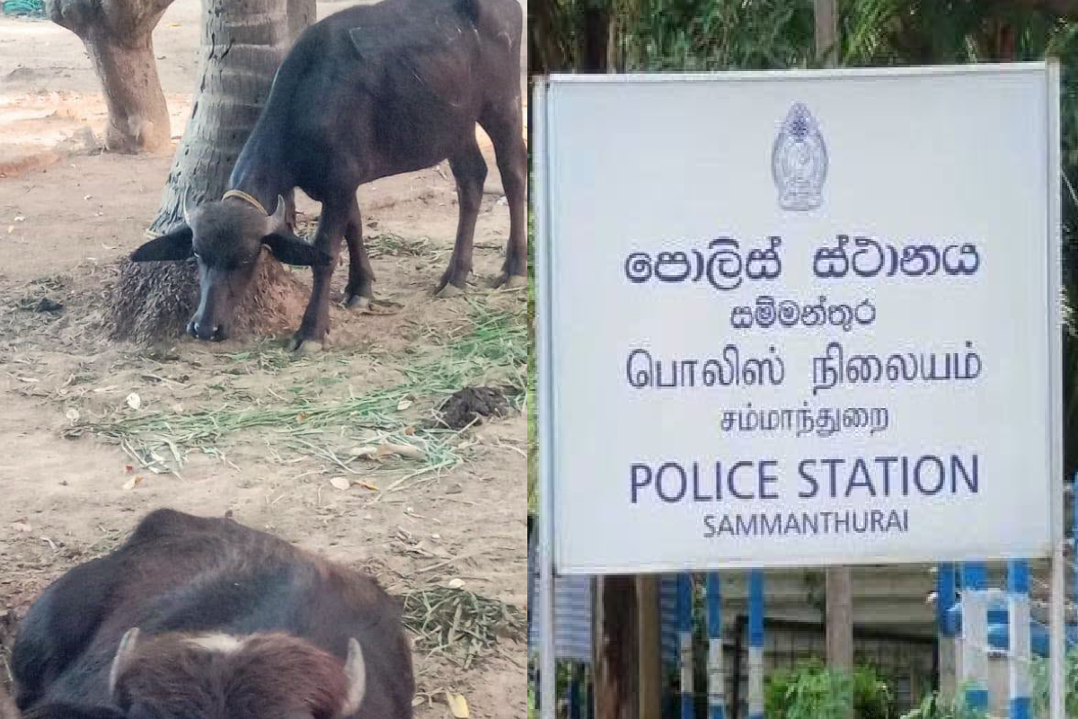 சம்மாந்துறையில் காணாமல் போன 12 எருமைகளில் 7 மீட்பு ; இருவர் கைது | 12 Missing Buffaloes In Sammanthurai Two Arrested