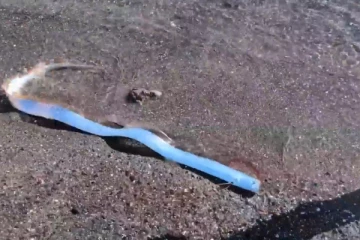 பேரழிவுக்கான அறிகுறியாக கரை ஒதுங்கிய ‘டூம்ஸ்டே’ மீன்!