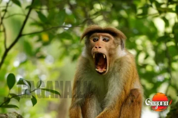 රිළවුත් කන්ෆියුස් වෙයි...වදෙන් බේරෙන්න බැරිම තැන රිළවුන්ට අක්කර 425 ක් ...