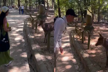ஜப்பானிய முறையில் மான்கள் வணக்கம் சொல்லுமா? வைரலாகும் வீடியோ