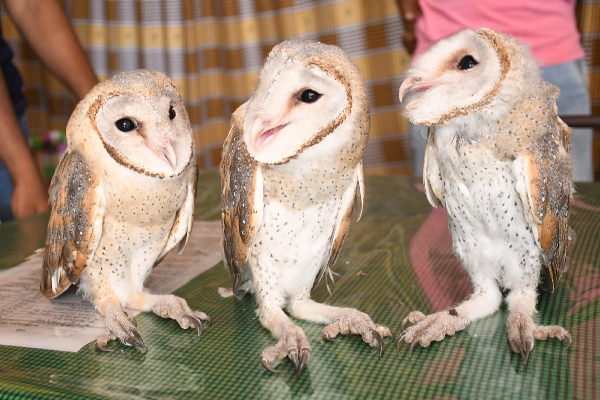 புத்தளத்தில் உயிருடன் மீட்கப்பட்ட அரிய வகை ஆந்தைகள்! | Rare Owls Rescued Alive In Puttalam