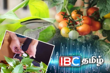 தாவரங்களின் மர்ம ஒலிகள்: டெல் அவிவ் பல்கலைக்கழக ஆய்வில் வெளியான தகவல்