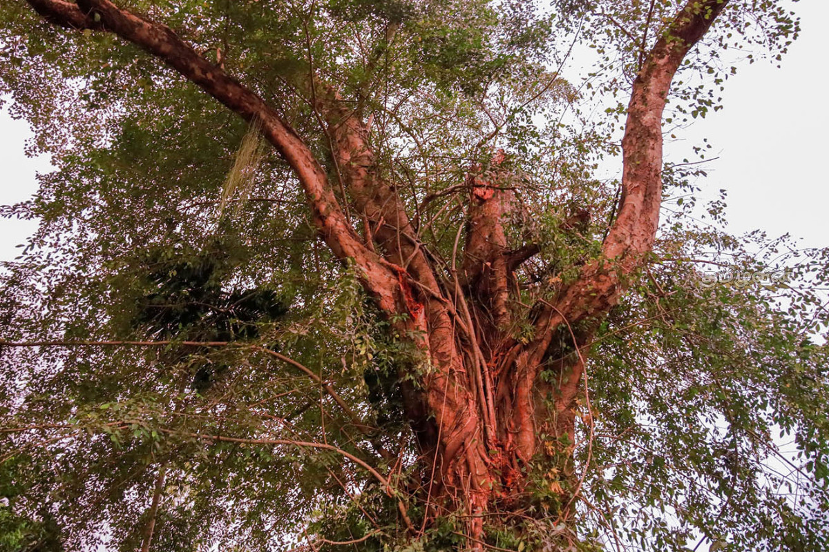 6 லயன் குடியிருப்பில் முறிந்து விழுந்த மரக்கிளை - நேரில் சென்று நலம் விசாரித்த பிரதி அமைச்சர் | 6 Houses Were Damaged Due To Tree Felling 6 லயன் குடியிருப்பில் முறிந்து விழுந்த மரக்கிளை - நேரில் சென்று நலம் விசாரித்த பிரதி அமைச்சர் | 6 Houses Were Damaged Due To Tree Felling