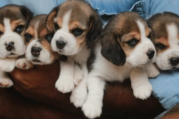 அமெரிக்காவில் 4,000 பீகிள் நாய்கள் மீட்பு!