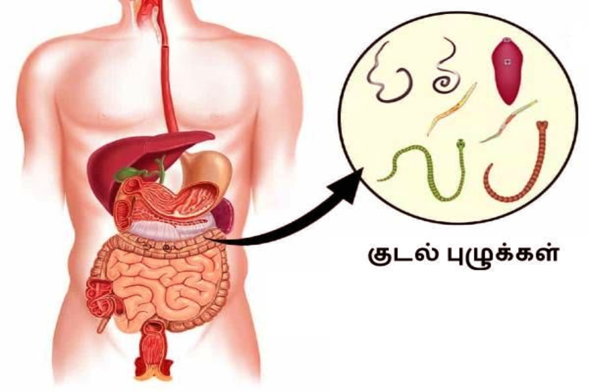 விசித்திர மருத்துவ குணங்கள் நிறைந்த திரிபலா! இதை எப்படி சாப்பிட்டால் நன்மை? | Thiripala Suranam Benefits In Tamil