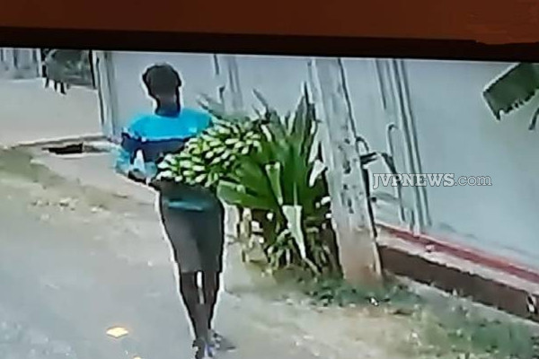 யாழில் பட்டப்பகலில் இடம்பெற்ற திருட்டு சம்பவம்! கமராவில் சிக்கிய காட்சி | Daylight Banana Plant Theft In Jaffna Kondavil