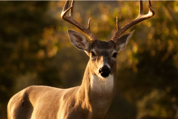 ஒன்டாரியோவில் மான் வேட்டையில் ஈடுபட்டவர்களுக்கு தண்டனை | Northern Ont Men Fined 113K For Moose Hunting