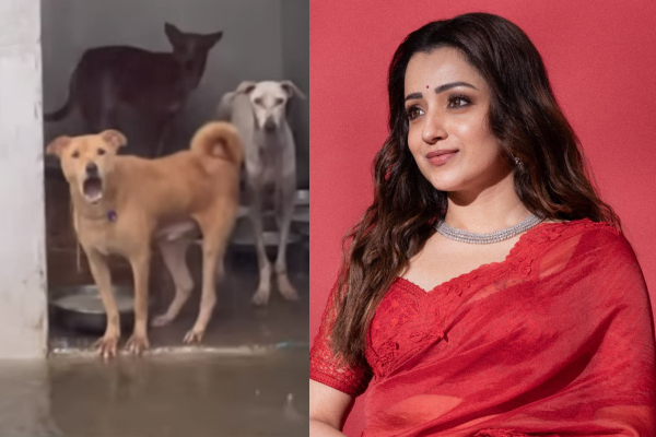 நாய்களுக்கு பாதிப்பு.. வருத்தத்தில் த்ரிஷா! பதிவை ட்ரோல் செய்யும் நெட்டிசன்கள் | Trisha Worried About Dogs Affected By Flood