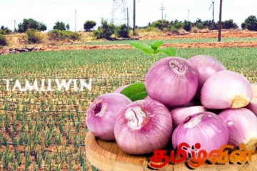 வெங்காய விலை குறித்து விவசாயிகள் விடுத்துள்ள கோரிக்கை!