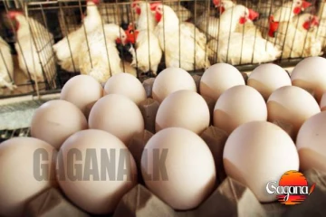 අලුත් අවුරුද්දට ගණන් උස්සන කිකිළියෝ!