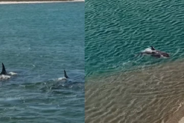 கடலில் வேட்டையாட வந்த சுறாவிடம் தப்பித்து காட்டிய கடல் நாய்! வைரல் காணொளி