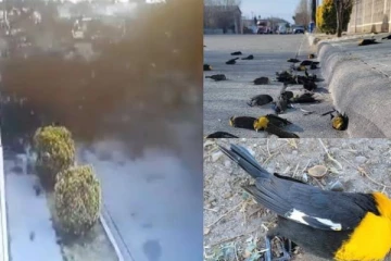 வானத்தில் வட்டமிட்ட பறவைகள் கொத்து கொத்தாக கீழே விழுந்து இறந்து சிதறியதால் அதிர்ச்சி! வீடியோ காட்சி