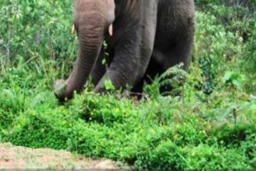 சட்டவிரோத செயலால் பரிதாபமாக உயிரிழந்த மூன்று காட்டு யானைகள்!