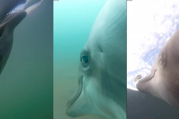 ලොව විශාල අවි ගබඩාව ආරක්ෂා කරන ඩොල්ෆින්ලගේ ශරීරයේ සවි කෙරූ කැමරා වල පටිගත වූ දේවල්. (VIDEO)