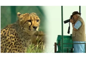 70 ஆண்டுகளுக்குப் பிறகு இந்திய மண்ணில் சிறுத்தைகள் - குனோ தேசிய பூங்காவில் திறந்து விட்டார் பிரதமர் மோடி...!