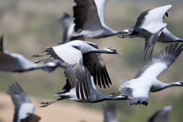 சீன எரியை படையெடுக்கும் எராளமான புலம்பெயர் பறவைகள்! | Migratory Birds Invade The Lake In China