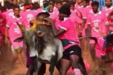 தமிழர்களின் வீர விளையாட்டு: அவனியாபுரம் ஜல்லிக்கட்டு தொடங்கியது- நேரலை காட்சிகள்