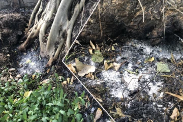 பிரித்தானியர் ஆட்சி காலத்தில் நாட்டப்பட்ட மரத்திற்கு விசமிகளால் தீ வைப்பு