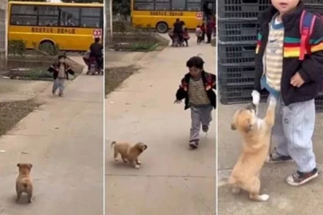 சிறுவனின் வருகைக்காக காத்திருந்த நாய்! ஏக்கத்தில் அரங்கேறிய ஆட்டம்