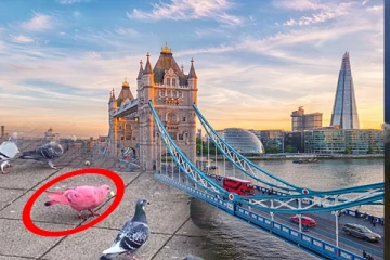 இங்கிலாந்தில் அதிசய புறா: வைரலாகும் புகைப்படம்