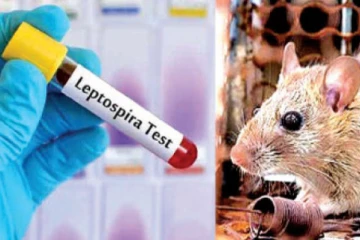 யாழில் பரவி வரும் மர்ம காய்ச்சல் ; சுகாதார அமைச்சு உறுதி