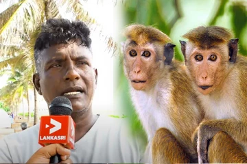 அப்பாவி குரங்குகளை விட்டு முதலில் நாடாளுமன்றத்தில் உள்ள குரங்குகளை நாடுகடத்துங்கள்-பொதுமக்கள் விசனம்(Video)