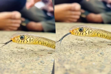 பாம்பின் நாக்கை இப்படி தத்ரூபமாக பார்த்ததுண்டா? பயமுறுத்தும் காட்சி இதோ