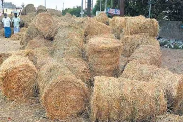 யாழில் களை கட்டிய வைக்கோல் வியாபாரம்