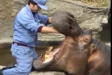 நீர் யானை பல்துலக்குமா? 2 மில்லியன் பேரை பிரமிக்க வைத்த காணொளி