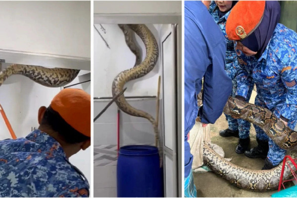 வீட்டிற்குள் புகுந்த ராட்சத மலைப் பாம்பு; 60 கிலோ எடை - வைரல் காட்சிகள்! | 60 Kg Giant Python Malaysia Video Viral