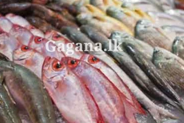 මාළු මිලට එකවරම මොකද වුණේ දන්නව ද?. (PHOTO)