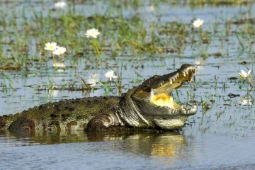 முதலையின் பிடியில் சிக்கிய நபர் - பலத்த காயங்களுடன் உயிர்பிழைப்பு