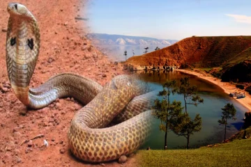 உலகிலேயே அதிக கொடிய பாம்புகளால் பாதிக்கப்பட்ட ஏரிகள்: விபரம் இதோ