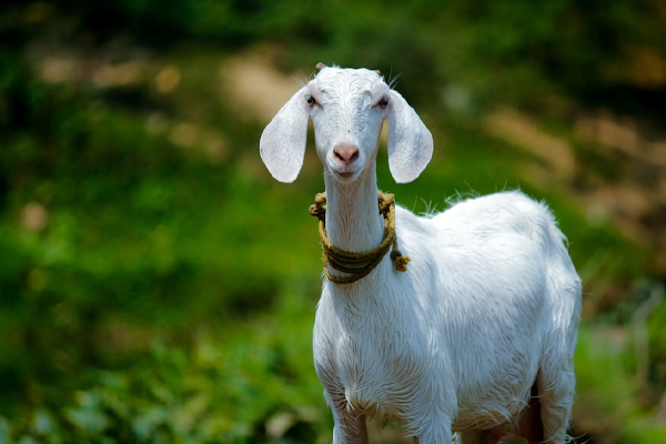 அனுமதியின்றிய நிலையில் ஆடுகள் கடத்தல் | Unauthorized Goat Smuggling In Maskeliya