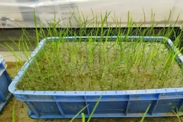 விண்வெளியில் விவசாயம் செய்த சீன விஞ்ஞானிகள்!