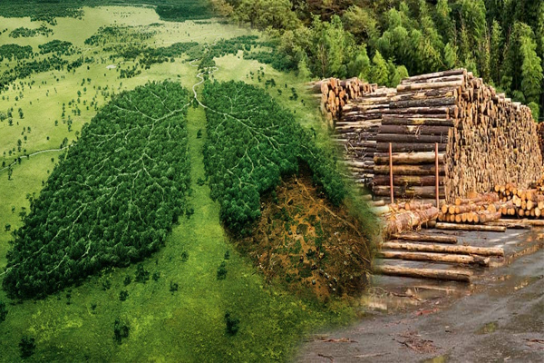 அமைதியாய் அழியும் உலகின் நுரையீரல் | The Lungs Of A Dying World