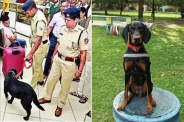 8 கி.மீ ஓடி மற்றோரு கொலையை தடுத்த மோப்ப நாய் - உயிர் தப்பிய பெண்!