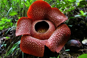 ලොව විශාලතම මෙන්න බිහිසුණු පුෂ්පය ගැන ඔබ මේ දේවල් දැන සිටියද..?