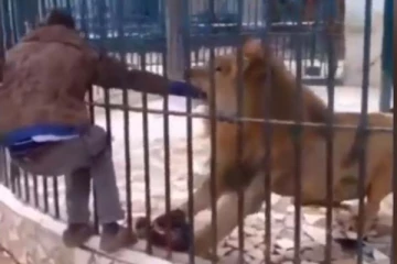 சிங்கத்தை சீண்டிய இளைஞர்! நொடியில் துடிதுடித்த காட்சி