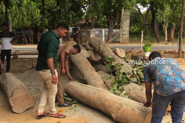 யாழில் தேக்குமரக் குற்றிகளுடன் சந்தேகநபர் கைது (Photos) | Suspectarrested With Tekkamara Criminals யாழில் தேக்குமரக் குற்றிகளுடன் சந்தேகநபர் கைது (Photos) | Suspectarrested With Tekkamara Criminals