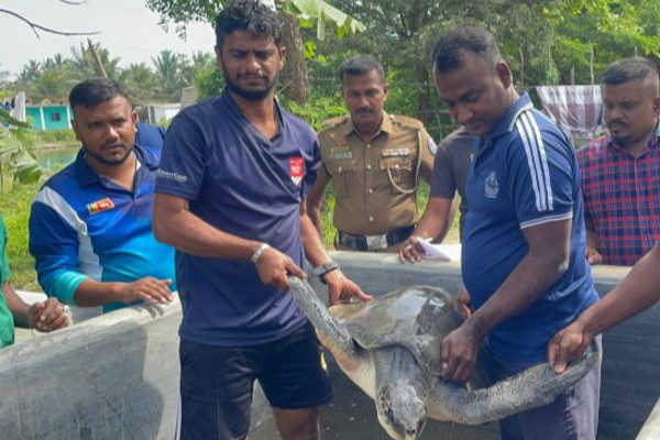 மன்னாரில் அரியவகை ஆமையுடன் சிக்கிய இருவர்! | Two People Caught With A Rare Turtle In Mannar