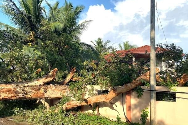 யாழில் வேரோடு சாய்ந்த 200 ஆண்டுகள் பழமையான மரம்!(video) | A 200 Year Old Tree Rooted